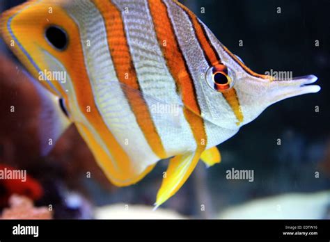 A Copperband Butterflyfish Also Known As A Beaked Coral Fish Has A