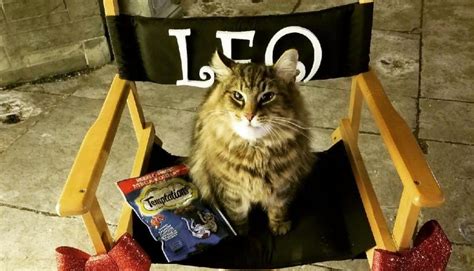 Умер кот из «Кладбища домашних животных»