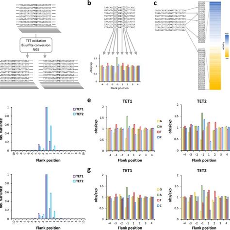 Correlation Of Genomic DNA Modification Patterns With Flanking Sequence