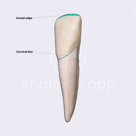 Mandibular Lateral Incisor Anatomyapp