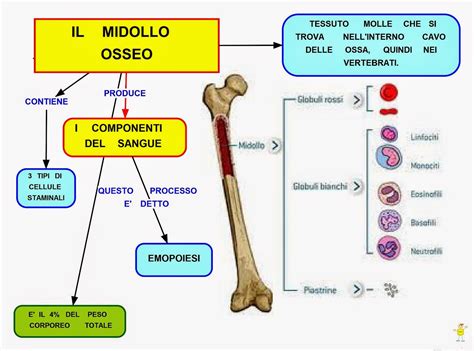 Mappa Concettuale Midollo Osseo •