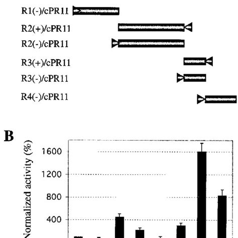 Region III Replication Enhancer Can Enhance RNA Synthe Sis From The