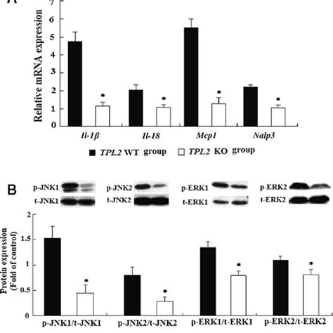 Effect Of Tpl2 Ablation On Hepatic Mrna Expression Of Genes Related To