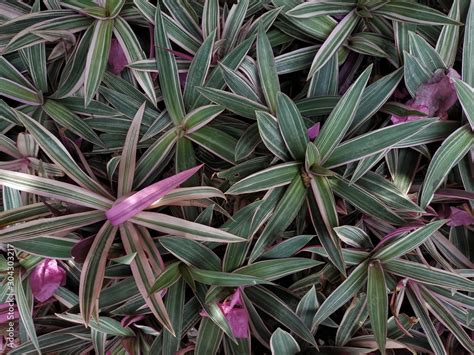 Foto De Oyster Plant On Top View Tradescantia Spathacea Sw Do Stock