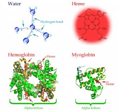 Hemoglobin Heme