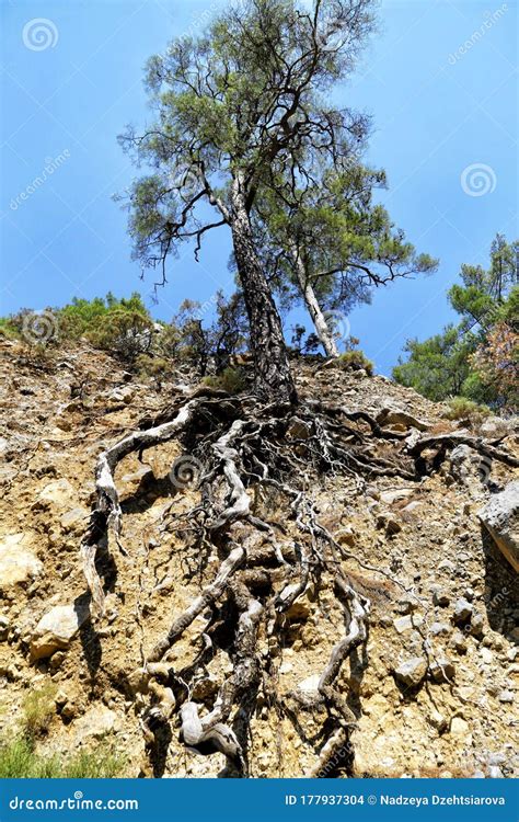 Pine Tree Growing On The Edge Of A Cliff In The Mountains On The Lycian