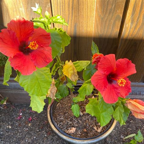 What Do Chinese Hibiscus Flowers Mean