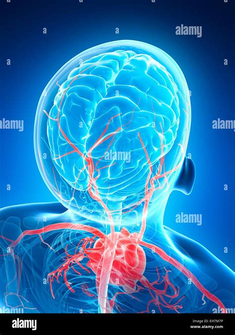 Human Blood Vessels Illustration Stock Photo Alamy