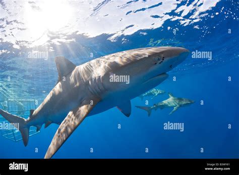 Galapagos Sharks Carcharhinus Galapagensis Oahu Pacific Ocean Hawaii