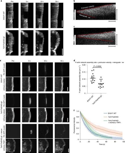 Twinfilin Regulates Actin Dynamics In Lamellipodia A Representative