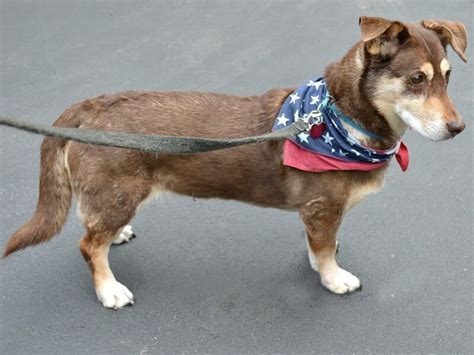 DIY Dog Cooling Mat is easy to make.