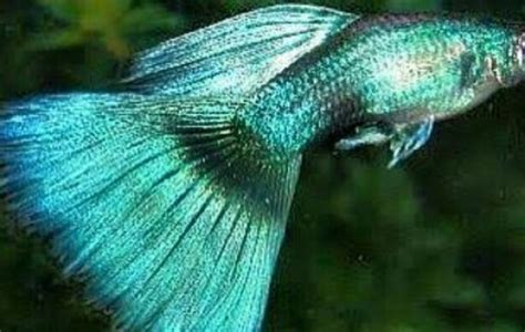 Moscow Blue Green Guppy - Fancy Guppies - Poecilia reticulata | Tank Facts