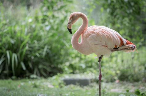 Why Do Flamingos Stand On One Leg