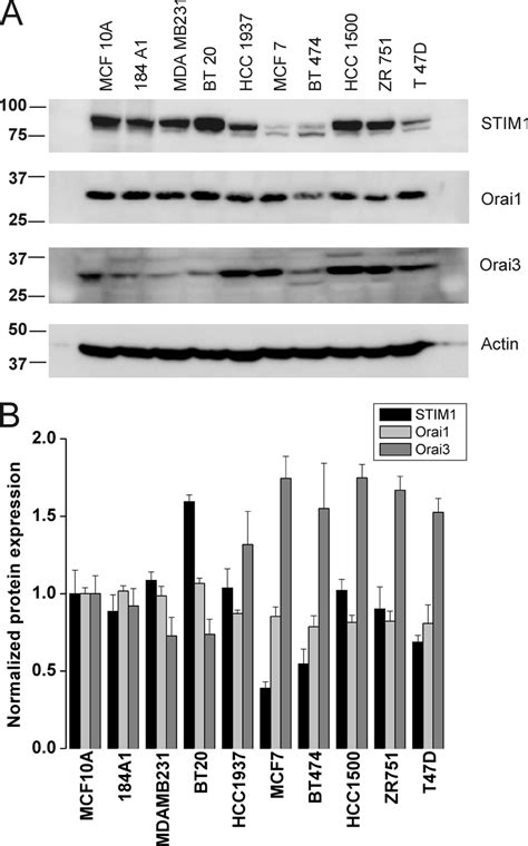 Western Blot Analysis Of Stim Orai And Orai Expression In Breast