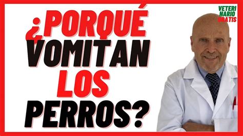 Porque Vomitan los Perros Causas y Tipos de Vómito Blanco Amarillo