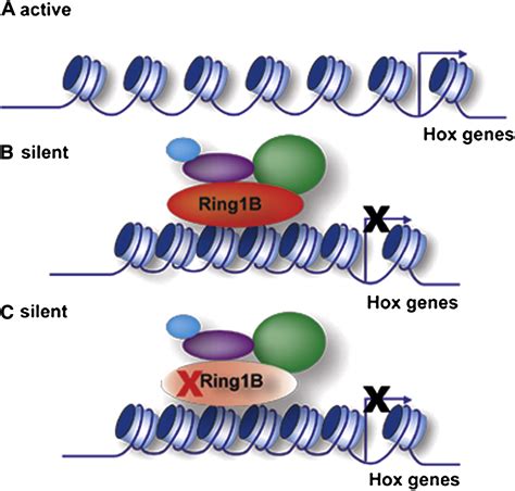 Ring1B Compacts Chromatin Structure And Represses Gene Expression