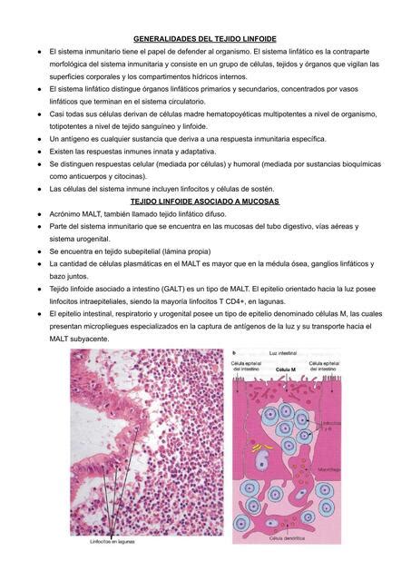 Tejido Linfoide Josu Paredes Udocz