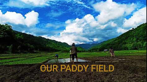 How Do We Farm Paddy Cultivationparangarunachal Pradeshnorth East