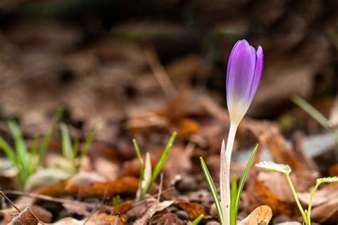 Krokus Erste Zarte Bl Tengr E Im Fr Hjahr Gartenflora