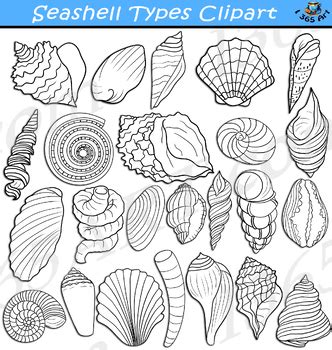 Seashell Types Clipart by I 365 Art - Clipart 4 School | TPT