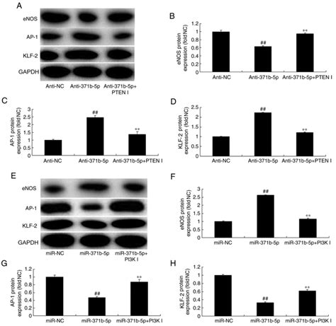 MiR371b5p Inhibits Endothelial Cell Apoptosis In Monocrotaline