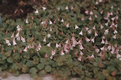 Twinflower - PlantWatch