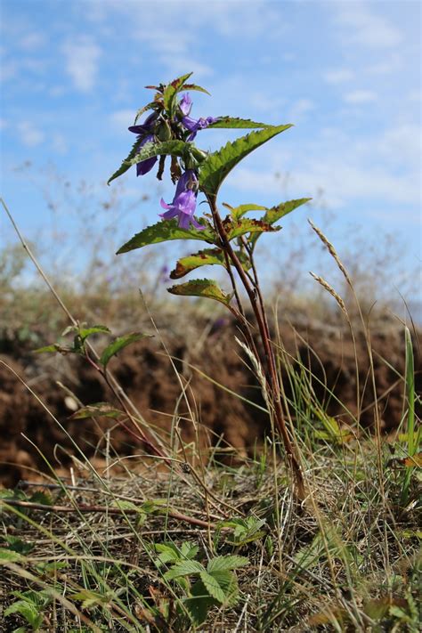 Campanula rapunculoides Изображение особи Плантариум