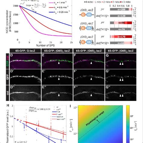 A Mathematical Model Coupling Nicd Degradation To Dna Binding Predicts