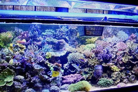 A Beginner’s Guide To Icp Testing Reef Builders The Reef And Saltwater Aquarium Blog