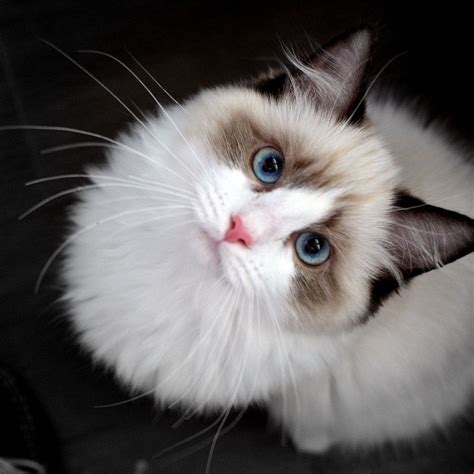 Pacificats Cuppa Joe Artofit