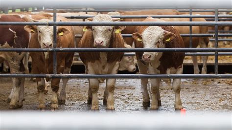 Ermittlungen wegen Tierquälerei Vorwürfe gegen Elsflether Schlachthof