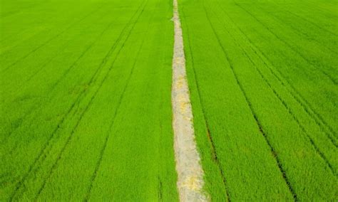 Premium Photo Aerial View From Flying Drone Of Field Rice With