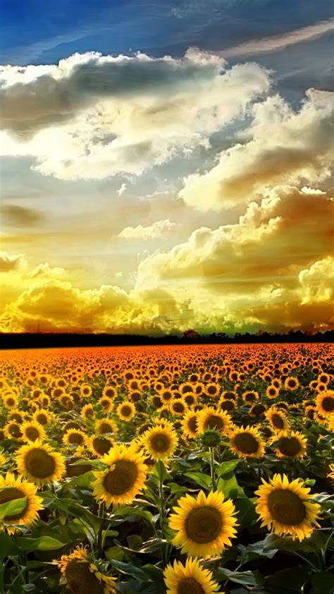 Sunflower iPhone Wallpapers - Top Free Sunflower iPhone Backgrounds ...