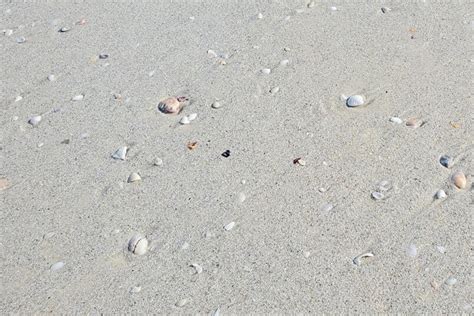 Siesta Key Shelling I Did See Some Shells At A Siesta Key Beach 🐚