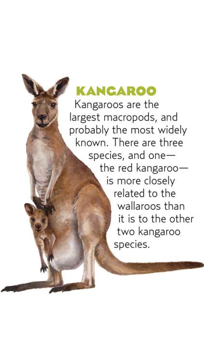Some Marsupial Monday Fun Facts Tumbex