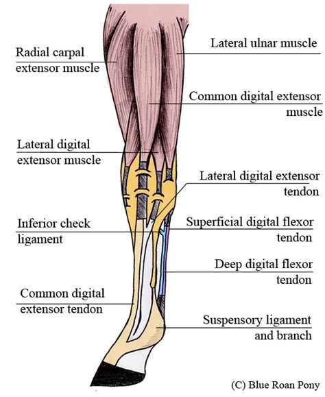 Anatomy Of A Horse Leg With Labels