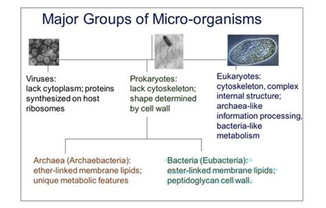 The Structure Of Bacteria Ad Viruses Flashcards Quizlet