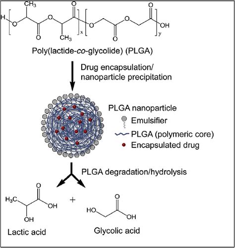 The PLGA Based Drug Delivery Process Reprinted With Permission From