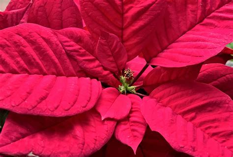 How To Get A Poinsettia To Turn Red Mel S Garden