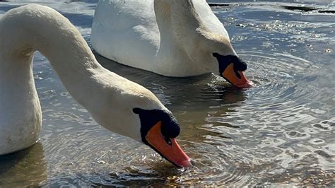 Swan Couple Come For Seeds Cob Charges At Me Anglesey Pair They