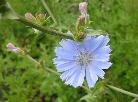 Chicory Cichorium Intybus