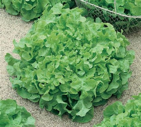 Lettuce - Green Salad Bowl - St. Clare Heirloom Seeds