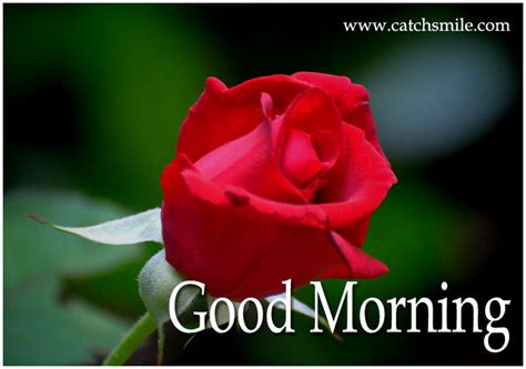 Good Morning Red Roses Good Morning Wishes And Images