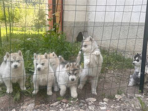 Port E De Chiots Husky Sib Rien Vendre Petite Annonce Chien