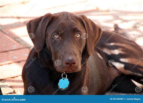 Chocolate Lab Puppy Stock Image Image Of Labrador Baby 96100989