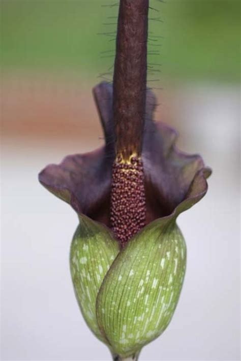 Learn About Amorphophallus Laoticus Aga 2301 01 Laosy Voodoo Lily