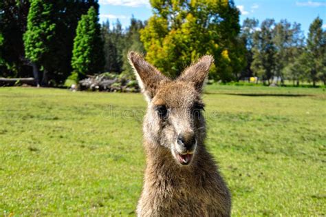 A smiling kangaroo stock image. Image of smiling, nature - 229740129