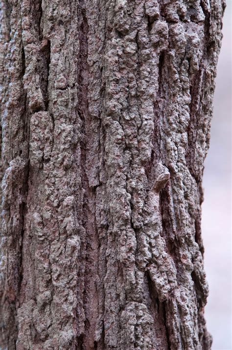 Eucalyptus Paniculata Grey Ironbark Nsw Australia Flickr