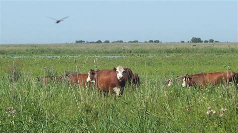 El Delta Del Paraná Tiene Cada Vez Más Diques Y Terraplenes Por La