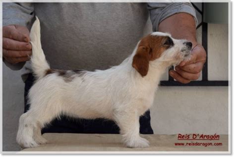 Jack Russell Terrier Hembra Romina De El Roc Dauró Criador De